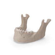 Your dentist may recommend you wear the splint 24 hours a day rather than just at night. Jaw Bone Png Images Psds For Download Pixelsquid S10601604d