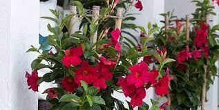 How much sun does a mandevilla need? Mandevilla Care In Winter Costa Farms
