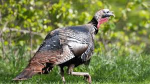 Posts both in english and turkish are welcome. Mdc Says Hunters Could See Less Young Turkeys This Spring Kmmo Marshall Mo