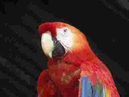 Guacamaya Bandera Por Su Color Amarillo Azul Y Rojo Parrot Bird