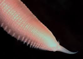 Image result for Oxyrhachis gracillima