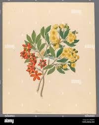 Image result for Ochna arborea