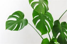 Most of us are familiar with the practice of some gardeners who sprinkle today's used coffee grounds around their plants as additional fertilizer or as a. Can You Pour It With Beer The Plant Aide