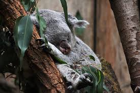 Animals that start with k. Contest V 32 Animals Beginning With K By Zoo Photographers On Deviantart