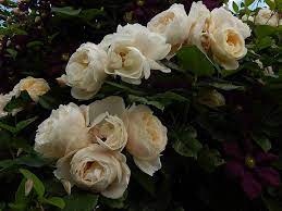 Check spelling or type a new query. Uetersener Klosterrose Tantau Beautiful Roses Bloom Rose