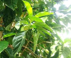 Demikianlah tadi informasi tentang cara membuat pupuk dari daun kering yang bisa kami berikan. Telur Puyuh Dan Daun Mengkudu Bebeja Com
