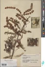 Image result for Acacia kirkii