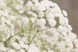 Nov 08, 2020 · think like a pro choose the right containers. Baby S Breath Plant Gypsophila How To Grow And Care Plantopedia