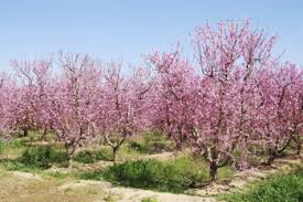 Extremely vigorous trees requiring regular pruning and thinning. Sam Houston Peach Tree Texas Peach Trees For Sale Willis Orchards