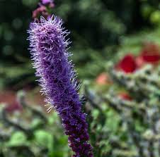 Northern blazing star, also sometimes known as savanna blazing star, is native from maine to wisconsin and south to alabama. Liatris Pycnostachya Prairie Blazing Star Sugar Creek Gardens