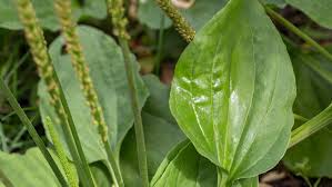 Image result for Plantago