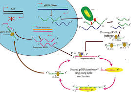 Pirna está localizada nas proximidades das montanhas de arenito no vale do alto elba , onde dois afluentes próximos, wesenitz do norte e. Pirna 19128 Regulates Spermatogenesis By Silencing Of Kit In Chicken Guo 2018 Journal Of Cellular Biochemistry Wiley Online Library