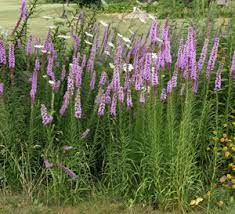Extremely showy, the flowers open from the base upward and sway above the bushy foliage mound of dark green, glossy linear leaves. Liatris Wisconsin Horticulture