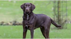 De skal via af deres aner have forfædre der er præmiet på markprøver i england eller irland, de såkaldte field trail. Dyr Med Nye Hjem Dyrevaernet