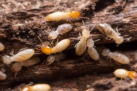 At greencare, we use the latest equipment and techniques to get rid of termites quickly and in singapore, one of the most common options for termite pest control comes down to using a bait and monitoring system. All In On Pest Control And Termites