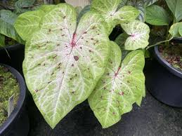 Image result for Ctenitis cirrhosa