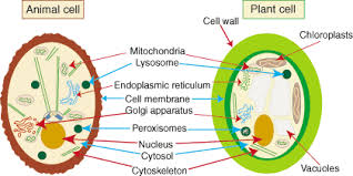Maybe you would like to learn more about one of these? Answer In Cell Biology For Khan1997 202682