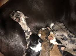Maybe you would like to learn more about one of these? Labrador Retriever Puppy Dog For Sale In Cookeville Tennessee