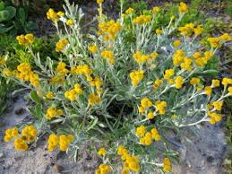 Image result for Zygophyllum pubescens