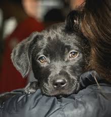Most of our pets live in foster homes before they are available for adoption to ensure they are healthy. Dc Paws Rescue Reviews And Ratings Washington Dc Donate Volunteer Review Greatnonprofits