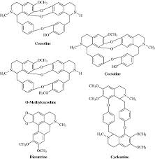 Image result for Albertisia
