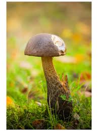 Image result for Sutorius eximius