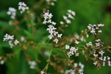 / you may upload up to 5 images. Lemon Verbena Images Public Domain Pictures Page 1