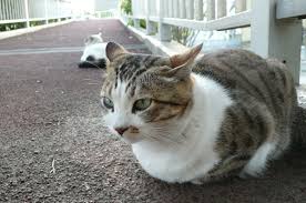 The heart rate of ectotherm vertebrates (amphibia, reptiles and most fish), is largely dependent on the external temperature. 14 Cool And Interesting Facts About Cats That You May Not Know About Pethelpful By Fellow Animal Lovers And Experts