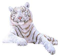 White Tiger Png Picture Png Image White Tiger Cute Animals Tiger
