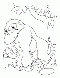 The eastern gorillas and the western gorillas (both critically. Gorilla Coloring Page Coloring Home