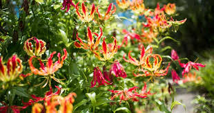Wouldn't you love to pack more flowers into your garden? Climbing Lily Vine Growing Gloriosa Lily Plants In Pots