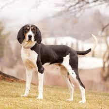 Black and white treeing walker coonhound. Treeing Walker Coonhound Full Profile History And Care