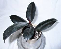 | please provide a valid price range. Ficus Elastica Black Prince Rubber Pla Ficus Elastica Black Prince Ficus Elastica Ficus