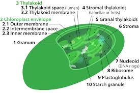 Like a city wall, it surrounds the cell and allows the cell to maintain its environment. Chloroplast Membrane Wikipedia