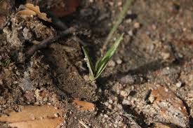 Image result for Eulophia seleensis