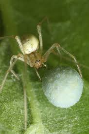 Spider With Large Egg Sac 1 Spider Spider Pictures Spider Eggs
