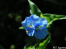 Image result for Commelina