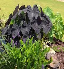 We did not find results for: Photo Of The Entire Plant Of Elephant Ear Colocasia Esculenta Black Magic Posted By Scflowers Garden Org