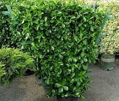 Euonymus Manhattan On Trellis They Should Have These At The Flower Market I Pictured One At The Flowering Trees Privacy Fence Landscaping Square Planters