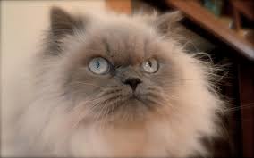 Seal point, blue point, chocolate point, lilac point. Himalayan Biological Science Picture Directory Pulpbits Net