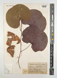 Image result for Tylosema fassoglensis