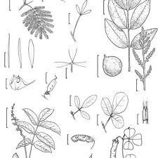 Image result for Abrus melanospermus