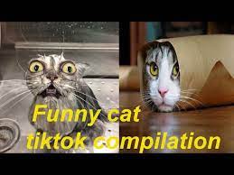Cats Being Cats Funny Cat Tiktok Compilation Youtube Funny Cats Funny Cat Videos Funny