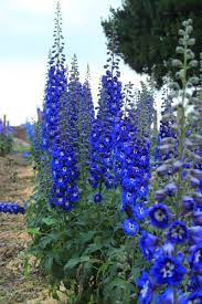 Check spelling or type a new query. Delphiniums Heavy Feeders Need Mixed Old Manures Protection To Grow