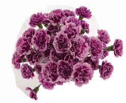 4.5 out of 5 stars. Mini Carnations Bouquet 15 Stems Fry S Food Stores