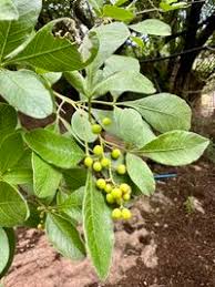 Image result for Searsia pentheri