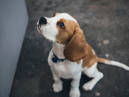 Repeat 'stay' a few times before doing anything else so your dog learns the word. How To Teach A Dog To Stay Building A Positive Bond With Your Dog