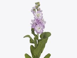 Image result for Matthiola