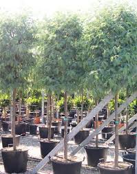 Image result for Acacia dealbata