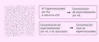 Como Se Analiza La Cantidad De Espermatozoides En El Semen